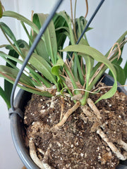 Anthurium Vittarifolium groß