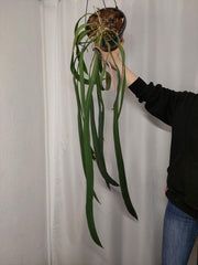 Anthurium Vittarifolium groß