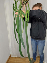 Anthurium Vittarifolium groß