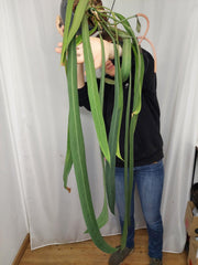 Anthurium Vittarifolium groß