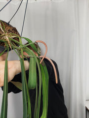Anthurium Vittarifolium groß