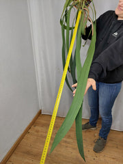 Anthurium Vittarifolium groß