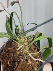 Anthurium Vittarifolium groß