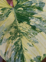 Philodendron Mamei Aurea Variegata