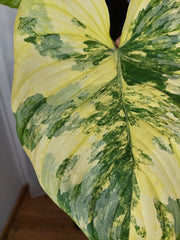 Philodendron Mamei Aurea Variegata