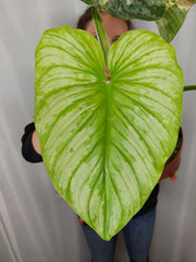 Philodendron Mamei Aurea Variegata