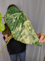 Philodendron Mamei Aurea Variegata