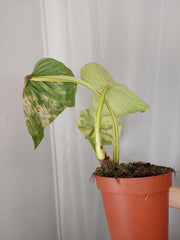 Philodendron Mamei Aurea Variegata