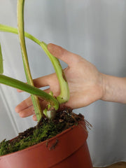 Philodendron Mamei Aurea Variegata