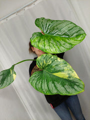 Philodendron Mamei Aurea Variegata