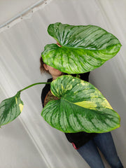 Philodendron Mamei Aurea Variegata