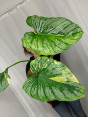 Philodendron Mamei Aurea Variegata