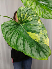 Philodendron Mamei Aurea Variegata