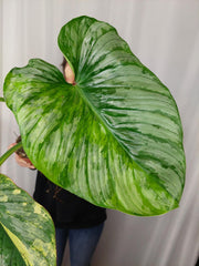 Philodendron Mamei Aurea Variegata