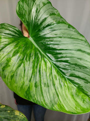 Philodendron Mamei Aurea Variegata