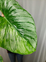 Philodendron Mamei Aurea Variegata