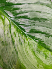 Philodendron Mamei Aurea Variegata
