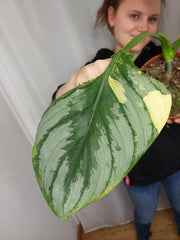 Philodendron Mamei Aurea Variegata
