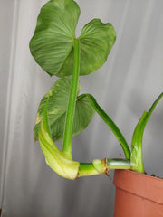 Philodendron Mamei Aurea Variegata