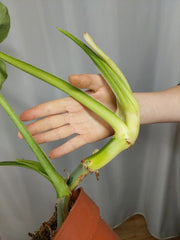 Philodendron Mamei Aurea Variegata