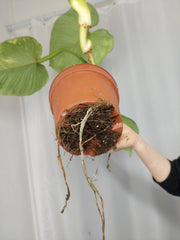 Philodendron Mamei Aurea Variegata