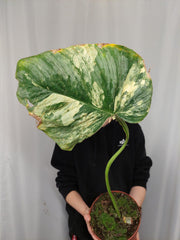 Philodendron Mamei Aurea Variegata