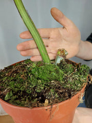 Philodendron Mamei Aurea Variegata