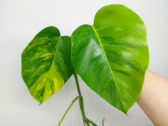 Monstera Aurea Stecklinge