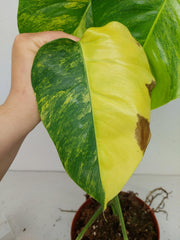 Monstera Aurea Stecklinge