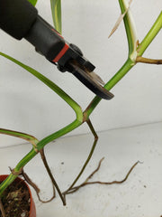 Monstera Aurea Stecklinge