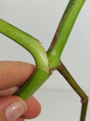 Monstera Aurea Stecklinge