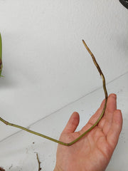 Monstera Aurea Stecklinge