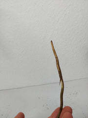 Monstera Aurea Stecklinge
