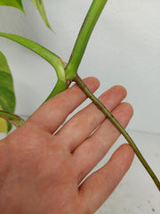 Monstera Aurea Stecklinge