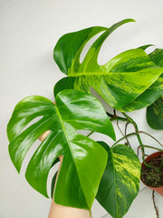 Monstera Aurea Stecklinge