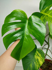 Monstera Aurea Stecklinge