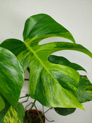 Monstera Aurea Stecklinge