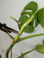 Monstera Aurea Stecklinge