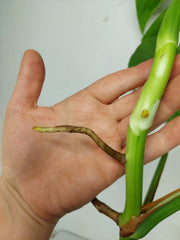 Monstera Aurea Stecklinge