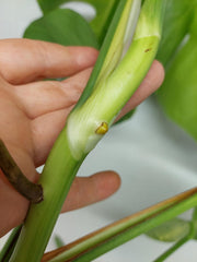 Monstera Aurea Stecklinge
