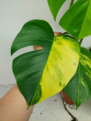 Monstera Aurea Stecklinge