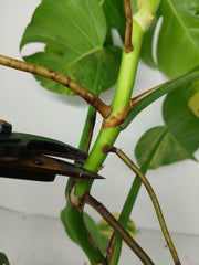 Monstera Aurea Stecklinge