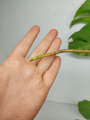 Monstera Aurea Stecklinge