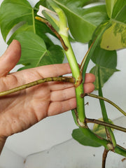 Monstera Aurea Stecklinge