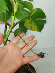 Monstera Aurea Stecklinge
