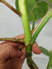 Monstera Aurea Stecklinge