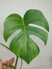 Monstera Aurea Stecklinge