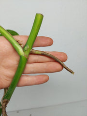 Monstera Aurea Stecklinge