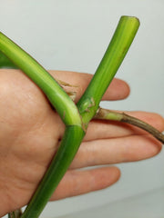 Monstera Aurea Stecklinge