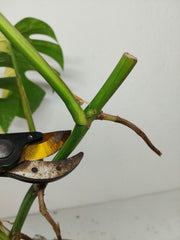 Monstera Aurea Stecklinge